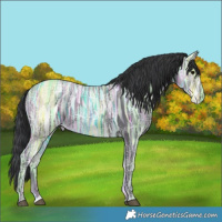 Horse Color:Black Ice