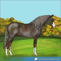 Horse Color:Liver Chestnut Mushroom