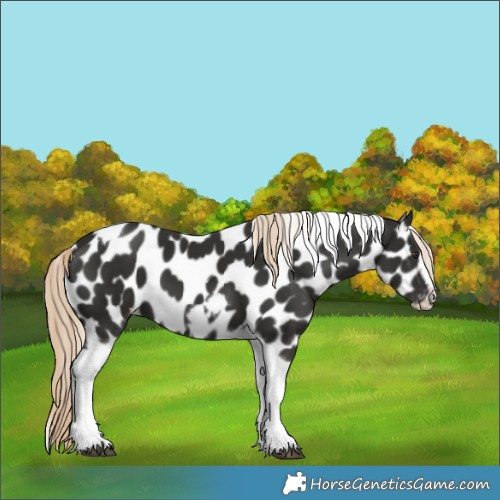 Horse Color:Liver Chestnut Tobiano Frame Appaloosa 
