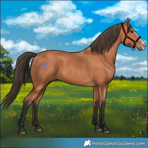 Horse Color:Bay Frame 
