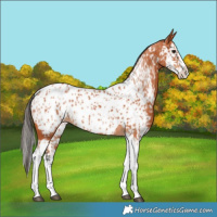 Horse Color:Bay Splash Tobiano Near Leopard and Bay Splash Near Leopard