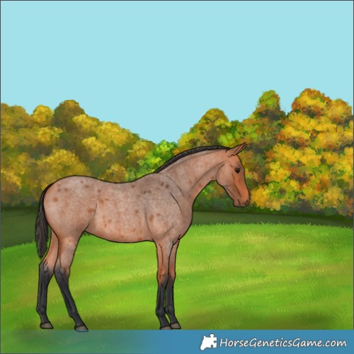 Horse Color:Bay Roan 