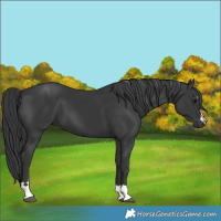 Horse Color:Black 