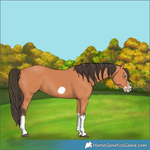 Horse Color:Bay Splash Frame