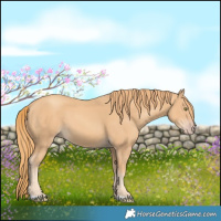Horse Color:Gold Champagne