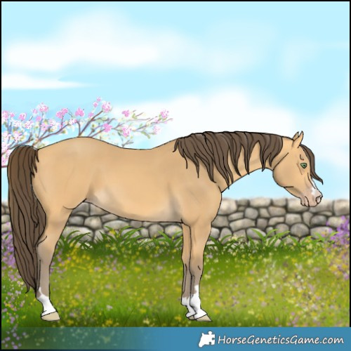 Horse Color:Amber Cream Champagne 