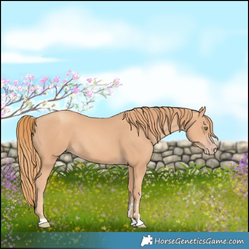 Horse Color:Gold Champagne