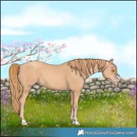 Horse Color:Gold Champagne