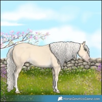Horse Color:Gold Cream Champagne