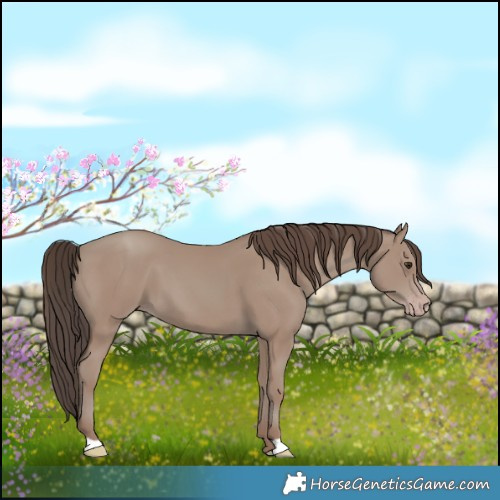 Horse Color:Classic Champagne