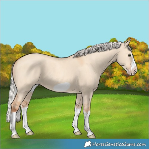 Horse Color:Silver Classic Champagne Dun Splash Frame