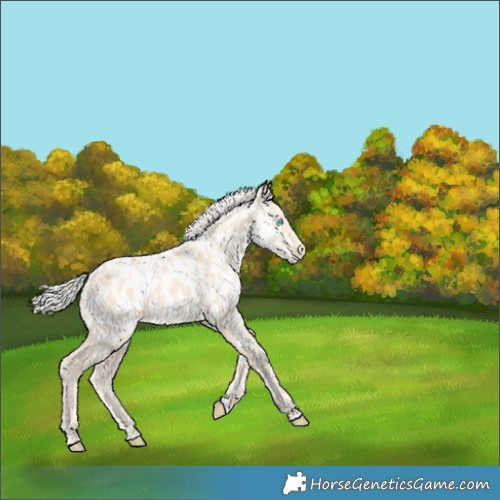 Horse Color:Cremello Appaloosa 