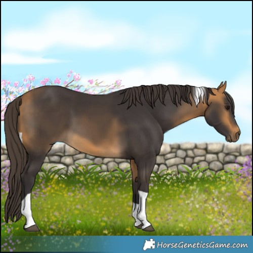 Horse Color:Buckskin Tobiano 