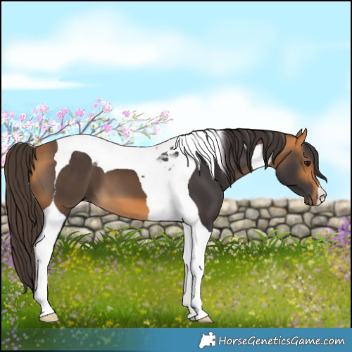Horse Color:Buckskin Tobiano 