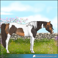Horse Color:Buckskin Tobiano