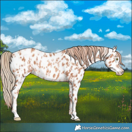 Horse Color:Gold Champagne Appaloosa and Gold Champagne Appaloosa