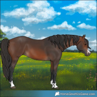Horse Color:Brown 