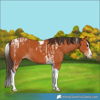 Horse Color:Bay Splash Tobiano Varnish  and Bay Splash Tobiano Varnish 