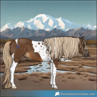 Horse Color:Chocolate Palomino Tobiano 