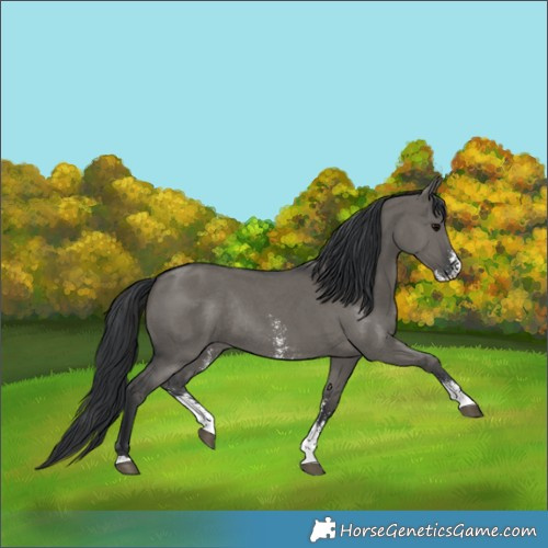 Horse Color:Grullo Sabino Rabicano 