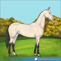 Horse Color:Buckskin Dun Splash