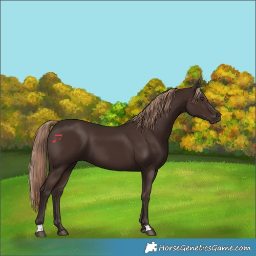 Horse Color:Liver Chestnut
