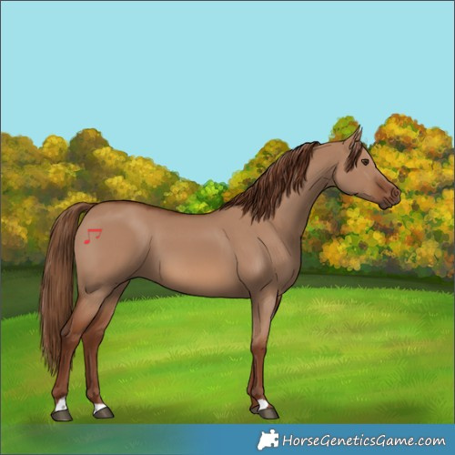 Horse Color:Red Dun 