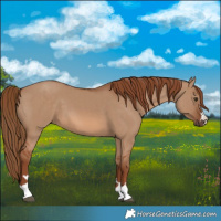 Horse Color:Red Dun