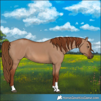 Horse Color:Red Dun Tobiano