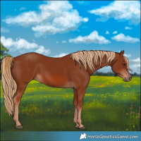Horse Color:Chestnut 