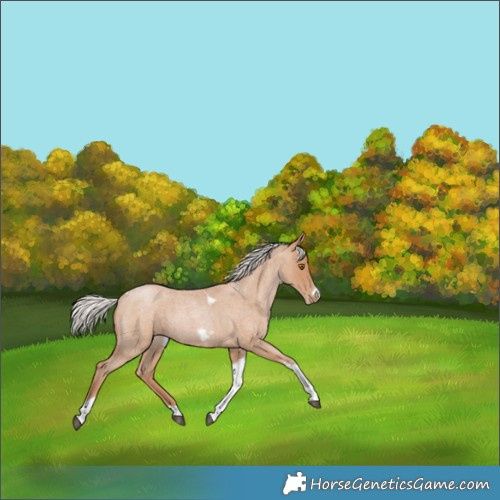 Horse Color:Silver Blue Roan Pearl Tobiano Frame 
