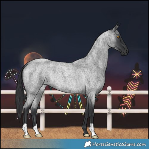 Horse Color:Blue Roan Rabicano 