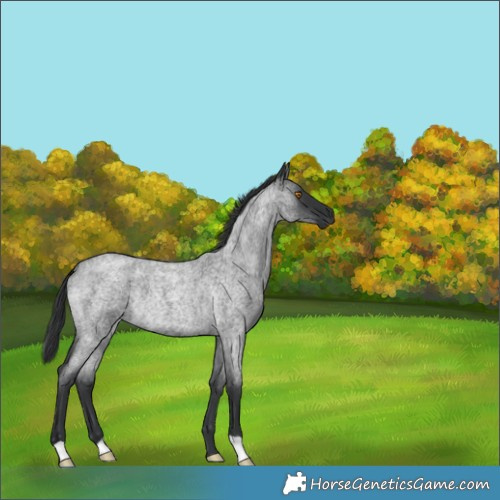 Horse Color:Blue Roan Rabicano 
