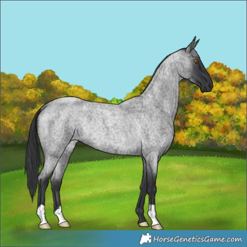 Horse Color:Blue Roan Rabicano 