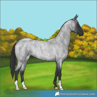 Horse Color:Blue Roan Rabicano
