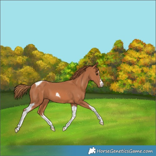 Horse Color:White Spotted Chestnut Tobiano 