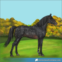 Horse Color:Brown Appaloosa 