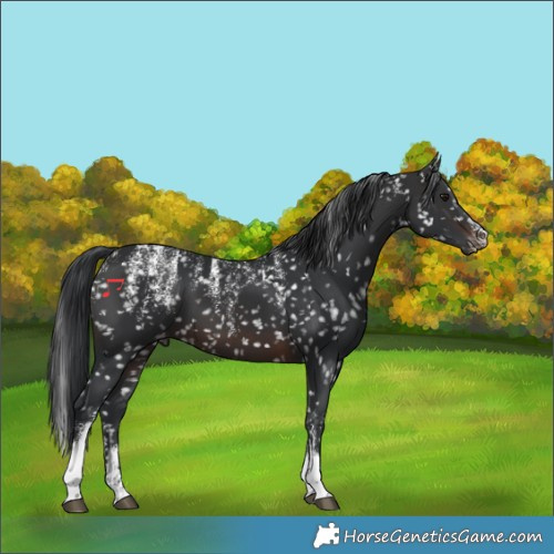 Horse Color:Powder White Brown Snowflake Varnish