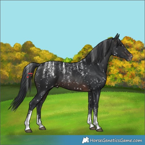 Horse Color:Powder White Brown Appaloosa