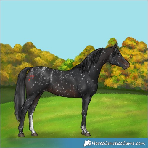 Horse Color:Powder White Brown Snowflake Varnish 