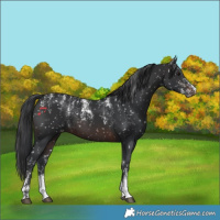 Horse Color:Powder White Brown Appaloosa