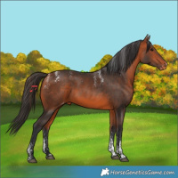 Horse Color:Powder White Bay Skewed Appaloosa
