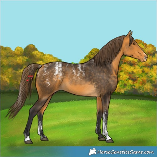 Horse Color:Powder White Buckskin Skewed Appaloosa 