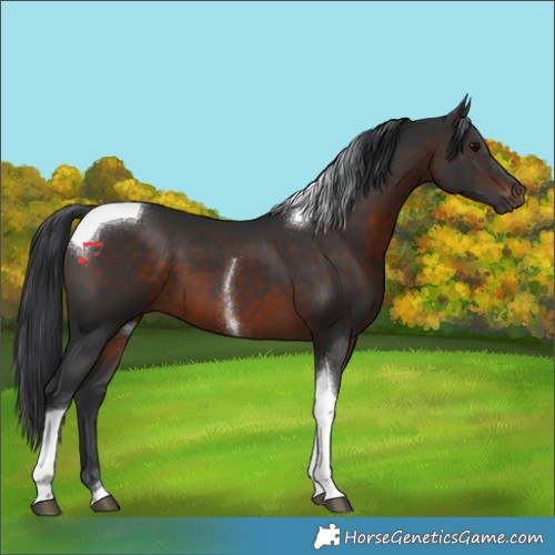 Horse Color:Brown Tobiano 