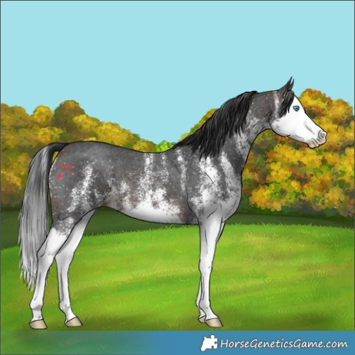 Horse Color:White Spotted Brown Splash 