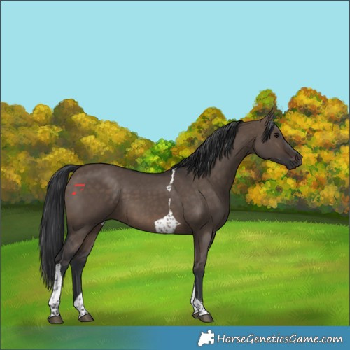 Horse Color:Brown Dun Tobiano