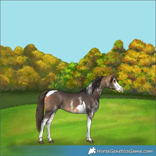 Horse Color:White Spotted Buckskin Tobiano 