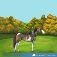 Horse Color:White Spotted Buckskin Tobiano 
