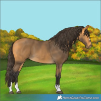 Horse Color:Buckskin 