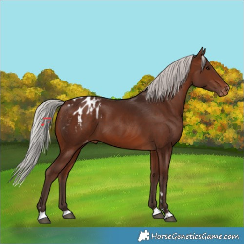Horse Color:Silver Brown Blanket 